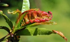 Băşicarea şi deformarea frunzelor de piersic Băşicarea şi deformarea frunzelor de piersic